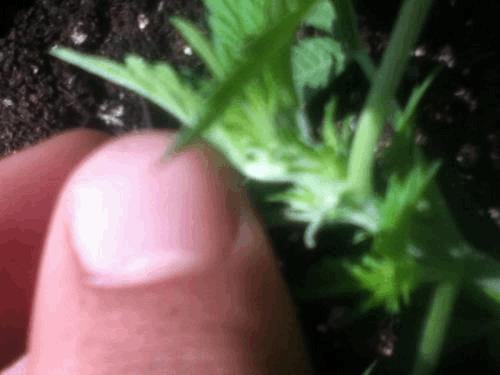 post-747477-0-18093300-1343481059_thumb.jpg