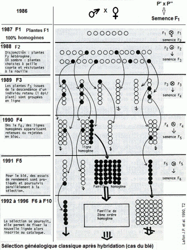 selection-genealogique.gif