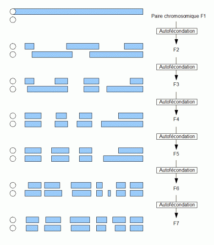 homozygotie par autofécondation.gif