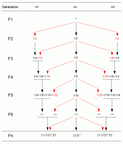 homozygotie par autofécondation (fréquence allèles).gif