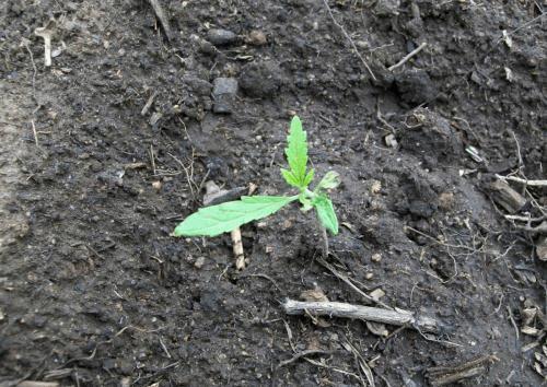 post-749730-0-37650100-1375111899_thumb.jpg