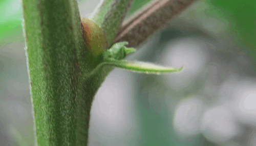 post-791993-0-87599200-1372962497_thumb.png