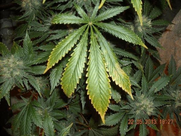 post-675244-0-97219400-1436561354_thumb.jpg
