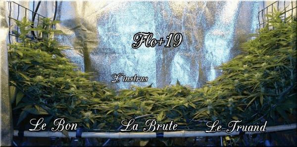 Flo+19 Le bon La brute Le truand &amp; l'instrus A.jpg