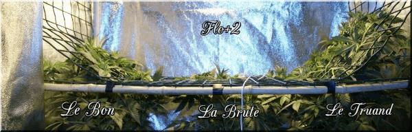 flo+2 Le Bon La Brute Le Truand A.jpg
