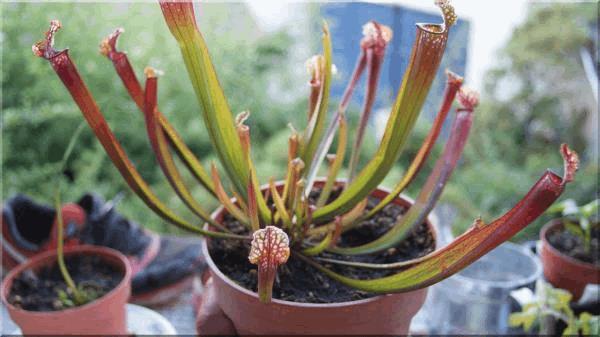 Sarracenia.jpg