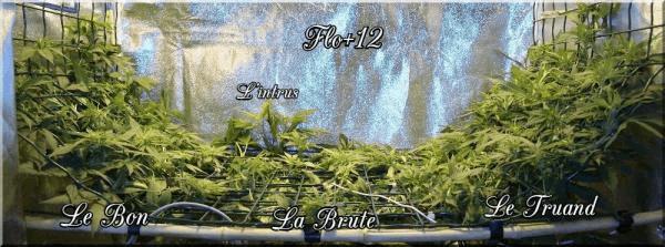 Flo+12 Le Bon La Brute Le Truand &amp; L&#39;intrus A.jpg