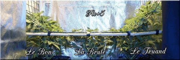 flo+5 Le Bon La Brute Le Truand A.jpg