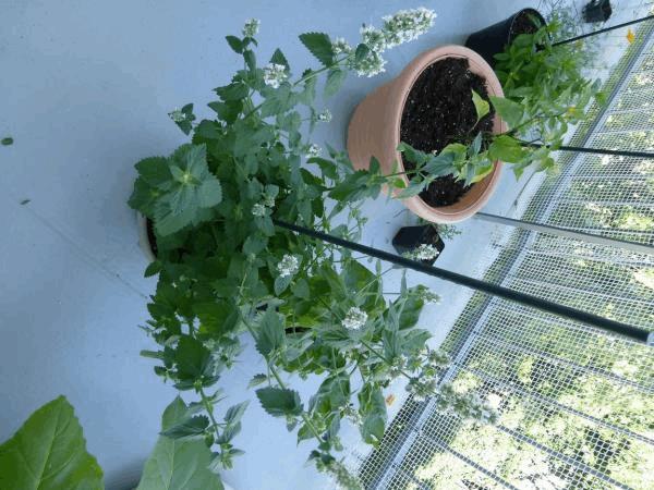 post-668356-0-80803400-1468338256_thumb.jpg