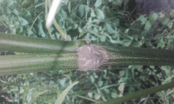 post-834540-0-64755400-1469558730_thumb.jpg