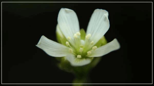 Fleur de Dioné B.jpg