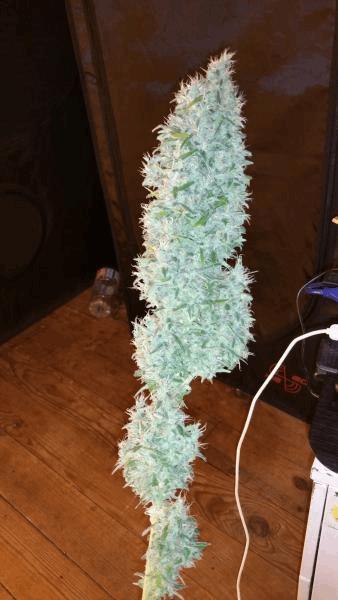 lemon-skunk juillet 2016.jpg