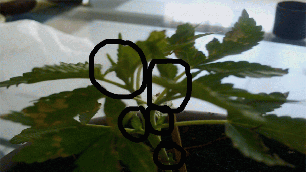 post-855321-0-80297600-1468845866_thumb.gif