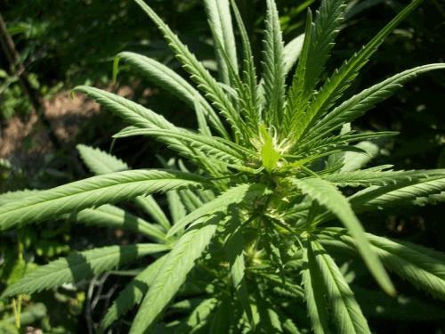 post-739761-0-40172600-1313838336_thumb.jpg