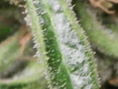 post-743965-0-19578000-1314186390_thumb.jpg