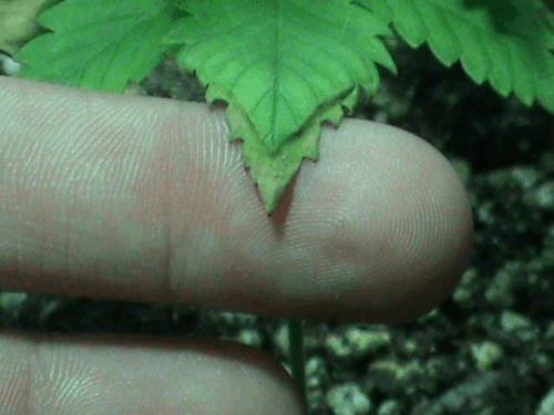 post-784007-0-06928700-1346198352_thumb.jpg