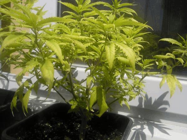 post-774703-0-85372100-1408705756_thumb.jpg