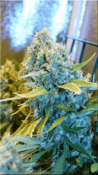 Flo+60 BUD power-plant C.jpg