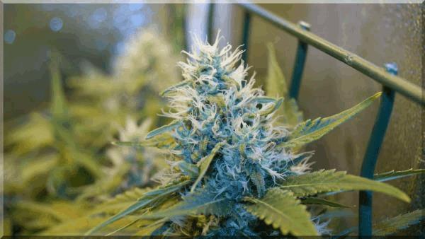flo+40 BUD power-plant A.jpg