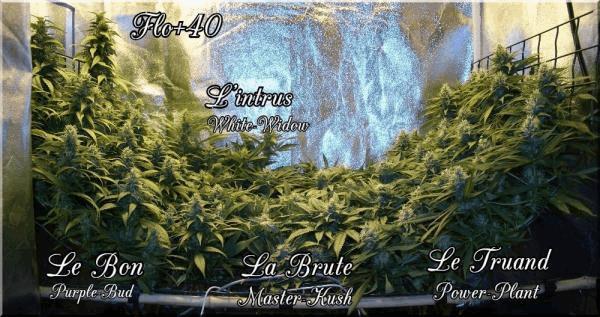 flo+40 LE BON LA BRUTE LE TRUAND &amp; L'INTRUS A.jpg