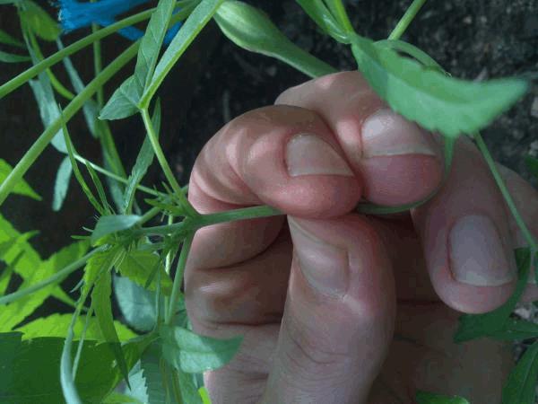 post-845152-0-03525500-1440849943_thumb.jpg