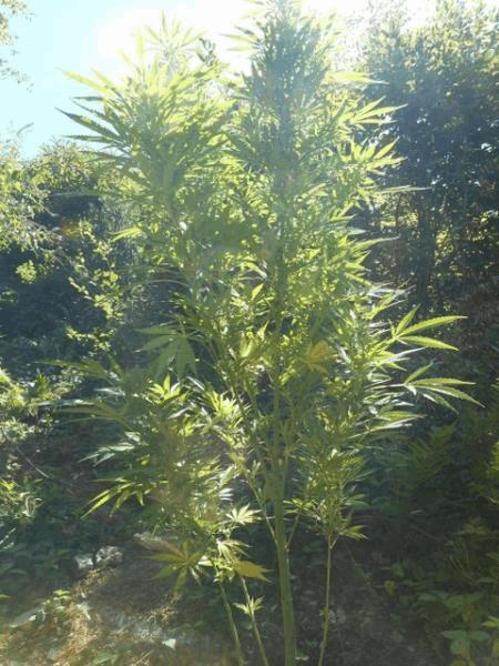 DSCN0454.JPG