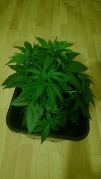 IMAG0064.jpg