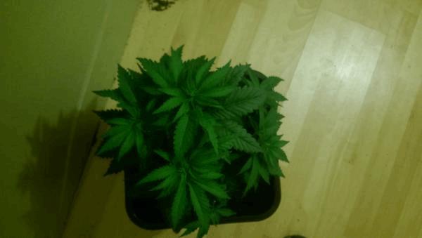 IMAG0067.jpg