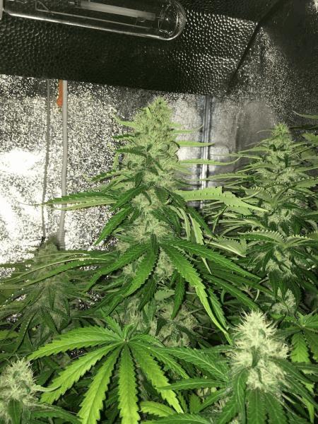 post-620576-0-63708900-1502097158_thumb.jpg