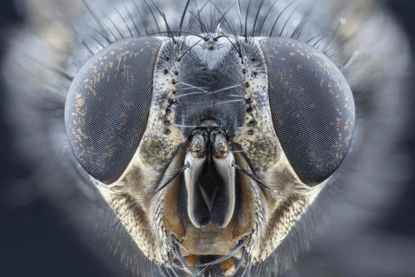 tête mouche.jpg