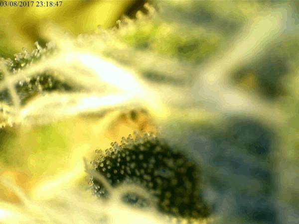 post-857049-0-91700600-1501797551_thumb.jpg