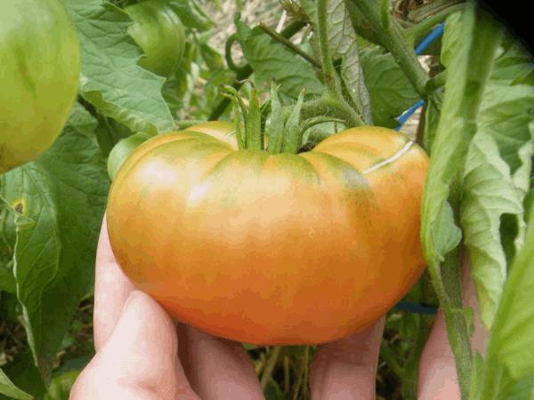 post-863042-0-98574100-1503330114_thumb.jpg