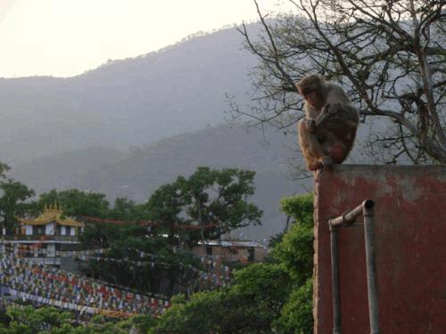 Monkey temple...jpg