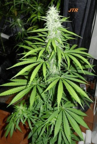 gallery_728469_2167_32367.jpg