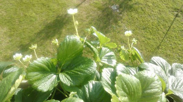 IMAG0457.jpg
