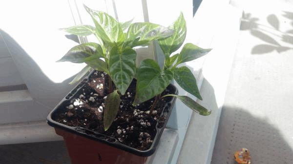 IMAG0310.jpg