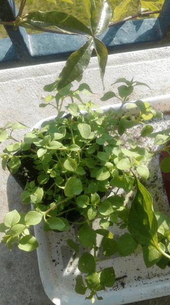 IMAG0449.jpg
