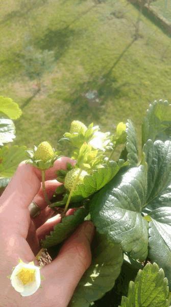 IMAG0455.jpg