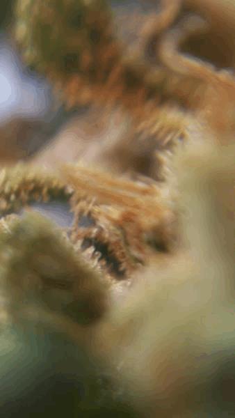100_1296.JPG