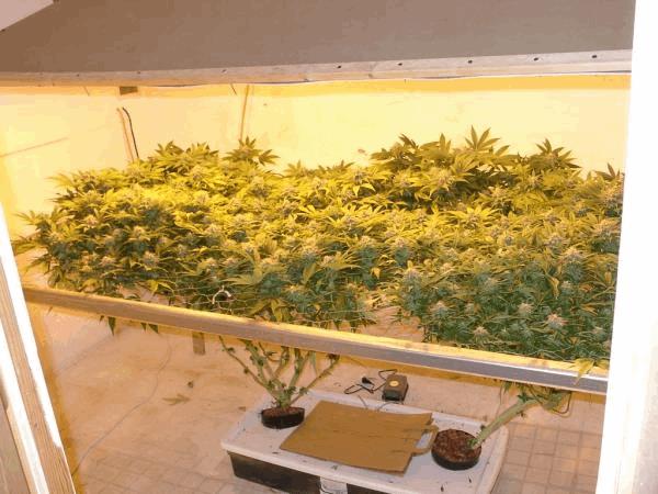 Fastest-Way-To-Grow-Marijuana.jpg