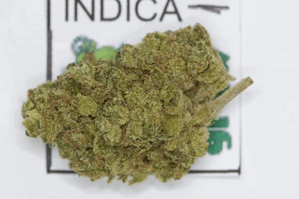 indicaexpogrow-1.jpg