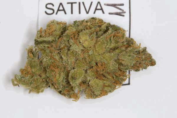 sativaexpogrow-10.jpg