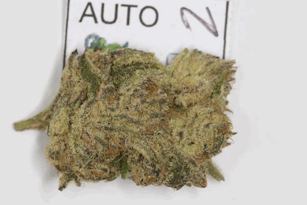 autoexpogrow-2.jpg