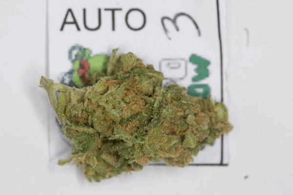 autoexpogrow-3.jpg