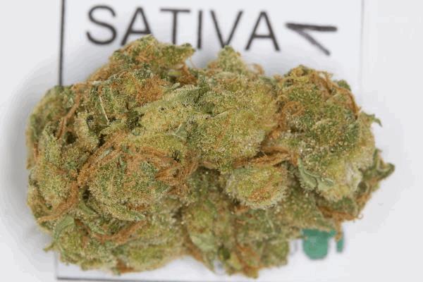 sativaexpogrow-1.jpg
