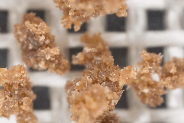 hashexpogrow-6.jpg
