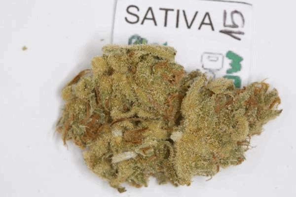 sativaexpogrow-14.jpg
