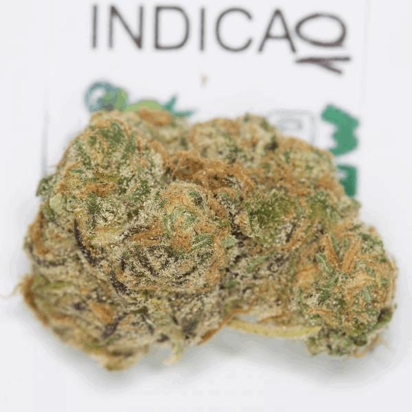 indicaexpogrow-10.jpg