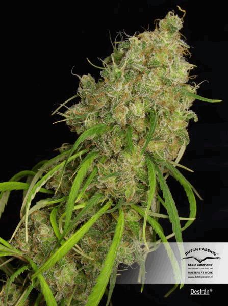 Desfran-dutch-passion-02.jpg