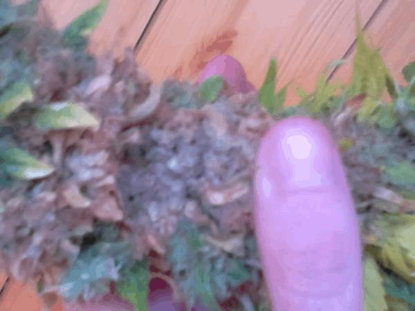 post-817965-0-47822300-1411746604_thumb.jpg